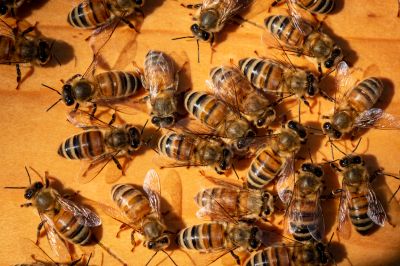 Protects bee populations