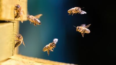 Bees Relocation