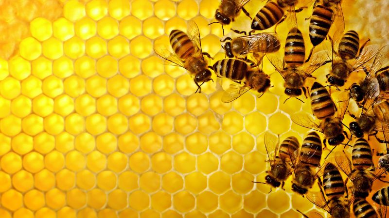 Bees Relocation
