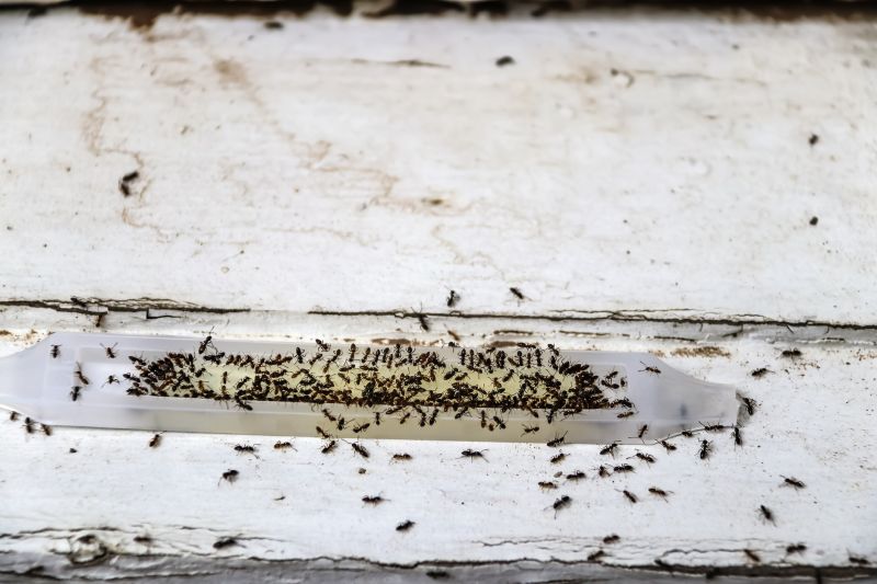 Ants Extermination Service in Fort Worth, TX