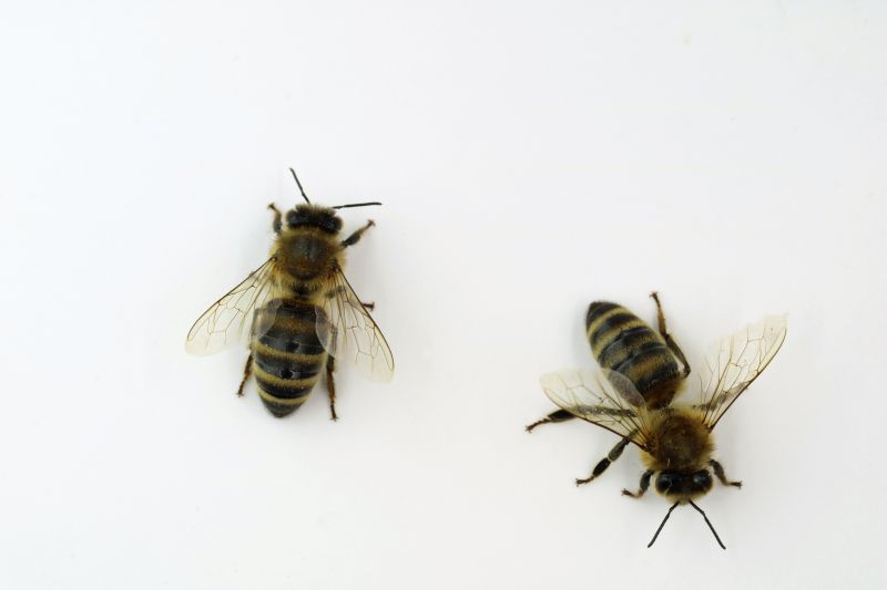 Bee Pest Control Solutions For Roofs, Walls, And Attics