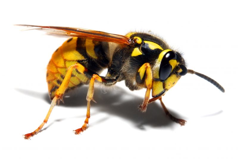 Bees Vs. Wasps: Understanding The Difference For Proper Pest Control