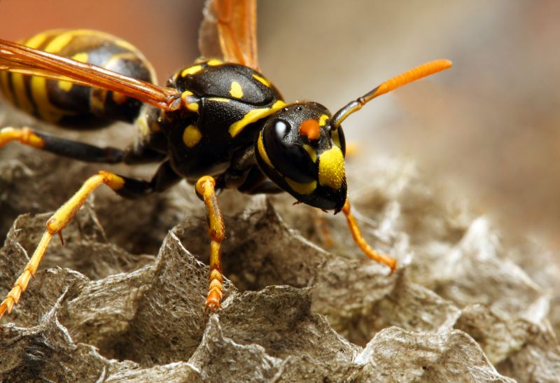Bees Vs. Wasps: Understanding The Difference For Proper Pest Control