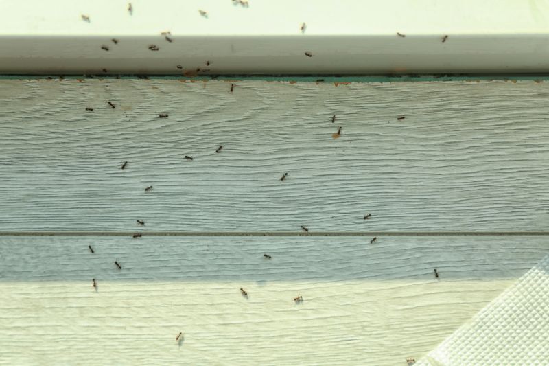Black Ant Extermination in Rockwall, TX