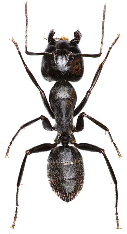 Black Ant Extermination in Arlington, TX