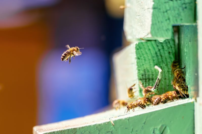 Cost of Bees Relocation — Cost of Bees Relocation
