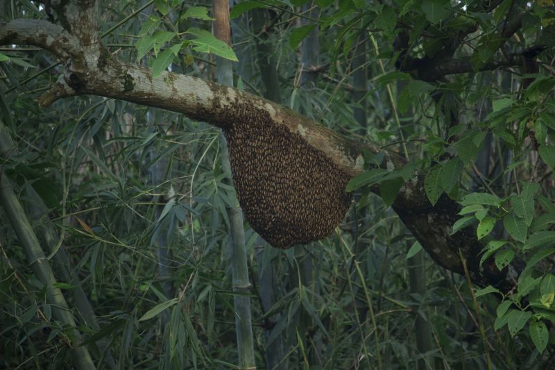 Cost of Bees Relocation — Cost of Bees Relocation