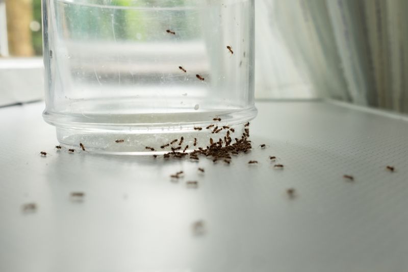 Cost of Bees Relocation — Cost of Bees Relocation