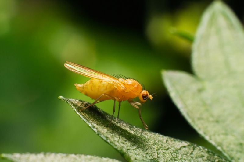Fly Pest Control in Fort Worth, TX