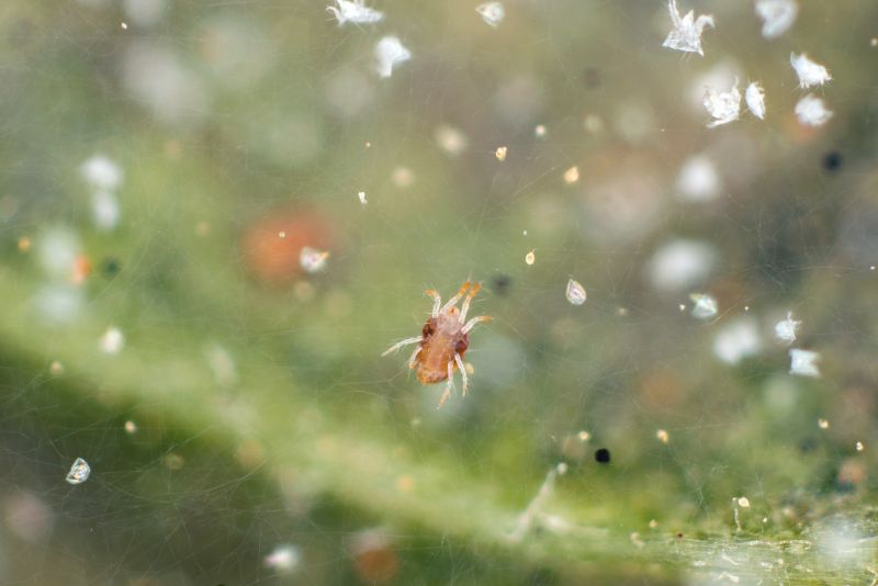 Mouse Spider Extermination in Denton, TX
