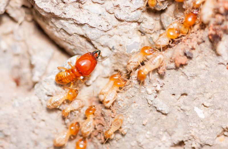 Termites