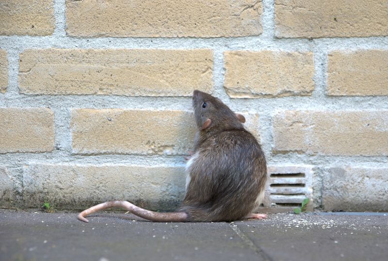 Rat Fumigation Service in Ann Arbor, MI