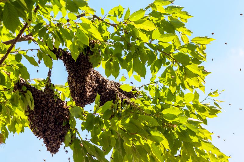 Signs You Have A Bee Nest On Your Property