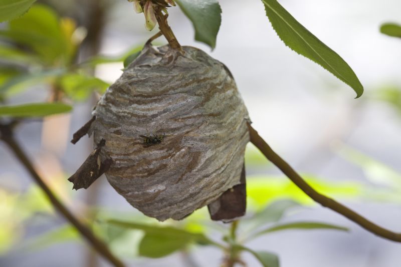 Signs You Have A Bee Nest On Your Property