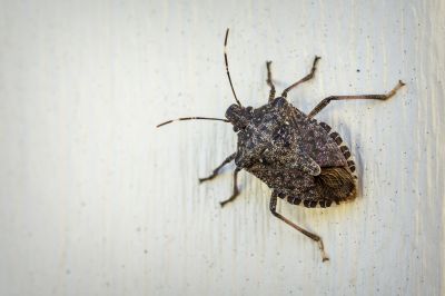 Stinkbug Extermination Service