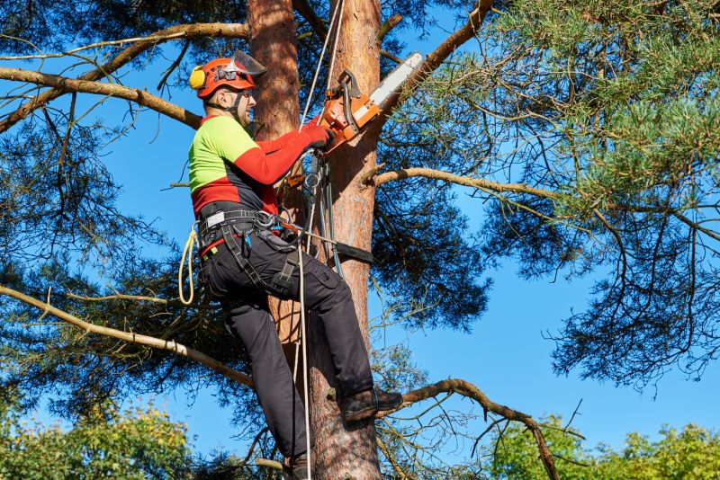 Professional removing bees from a tree