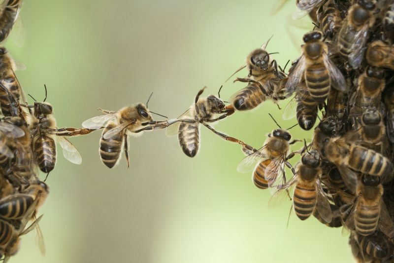 Healthy bee colony in spring